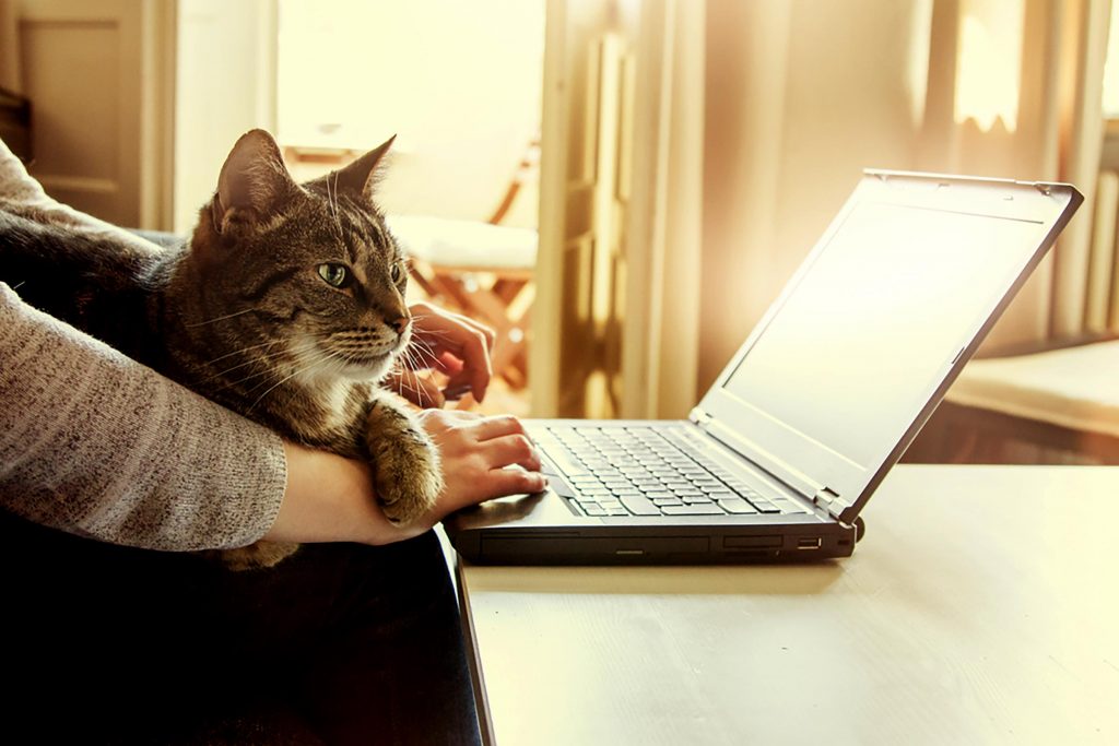 01 cat heres why your laptop is so irresistible to your cat 404437084 wondervisuals 1024x683 1