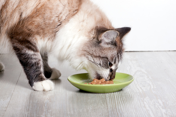 a fluffy cat eating wet food off of a dish