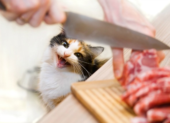 raw food diet cats
